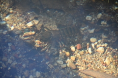 Euastacus