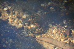 Euastacus