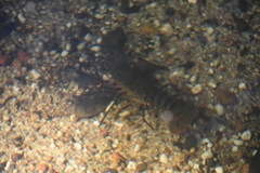 Euastacus