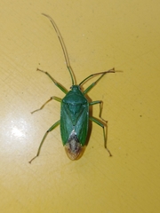 Urolabida