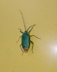 Urolabida