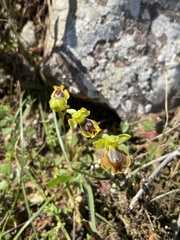 Ophrys lutea melena