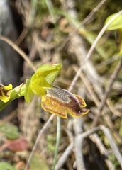 Ophrys lutea melena