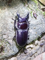 Serrognathus kyanrauensis