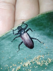 Catapiestus subrufescens