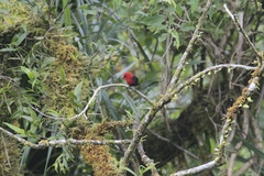 Myzomela nigriventris