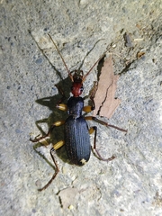 Galerita orientalis