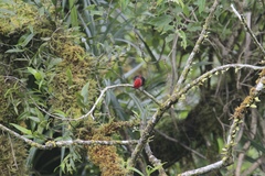 Myzomela nigriventris
