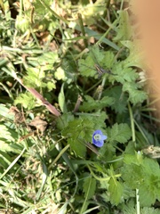 Veronica persica
