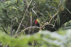 Myzomela nigriventris