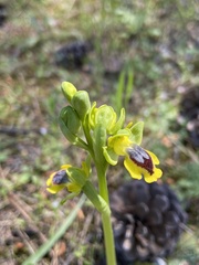 Ophrys lutea phryganae