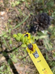 Ophrys lutea phryganae