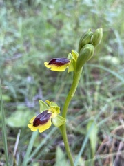 Ophrys lutea phryganae