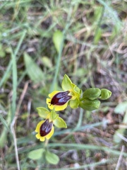 Ophrys lutea phryganae