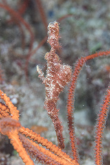 Solenostomus cyanopterus