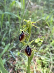 Ophrys sphegodes aesculapii