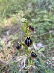 Ophrys sphegodes aesculapii