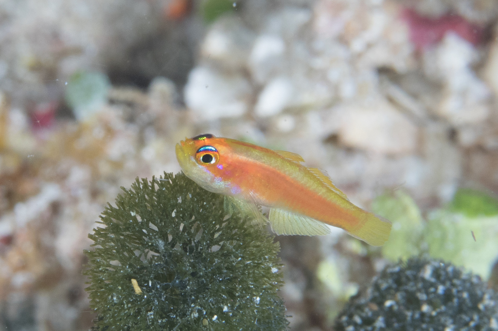 Pale Dwarfgoby