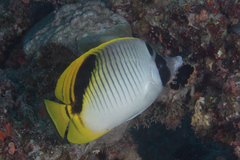 Chaetodon oxycephalus