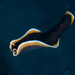 Hancock's Flatworm - Photo (c) Mark Rosenstein, some rights reserved (CC BY-NC-SA), uploaded by Mark Rosenstein
