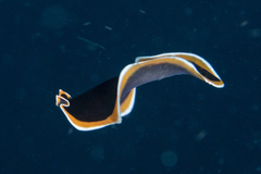 Pseudobiceros hancockanus