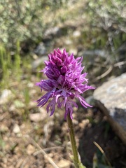 Orchis italica