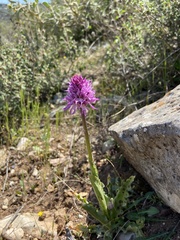 Orchis italica