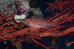 Oxycirrhites typus