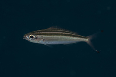 Pterocaesio trilineata