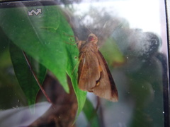 Erionota hiraca apicalis