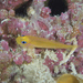 Bumble-bee Pygmygoby - Photo (c) Mark Rosenstein, some rights reserved (CC BY-NC), uploaded by Mark Rosenstein