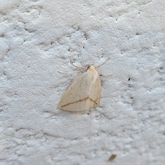 Descoreba simplex