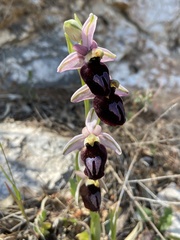 Ophrys ferrum-equinum