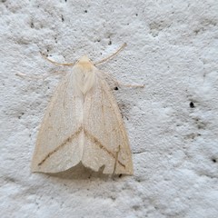 Descoreba simplex