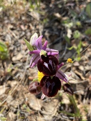 Ophrys ferrum-equinum