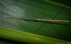 Candovia granulosa