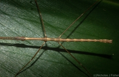 Candovia granulosa