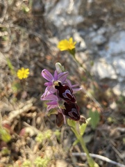 Ophrys ferrum-equinum