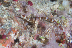 Corythoichthys amplexus