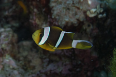 Amphiprion chrysopterus