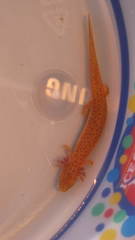 Pseudotriton ruber ruber