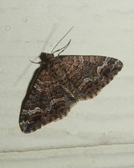 Chrysolarentia gypsomela