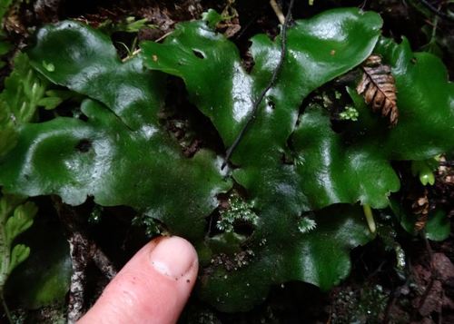 Monocleaceae