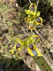 Ophrys sicula