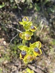 Ophrys sicula