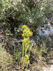 Ophrys sicula