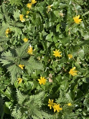 Ficaria verna