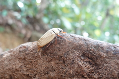 Cyphochilus apicalis
