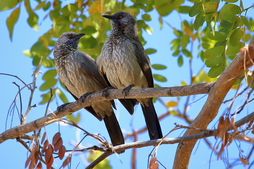 Arrow-marked Babbler