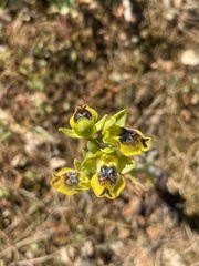 Ophrys sicula